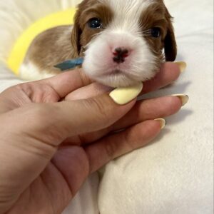 Ashton Cavalier King Charles Spaniel