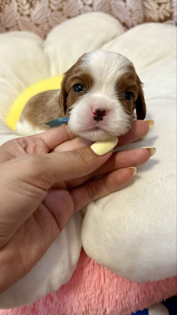 Ashton Cavalier King Charles Spaniel