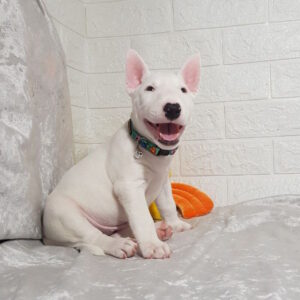 Aslan Miniature Bull Terrier