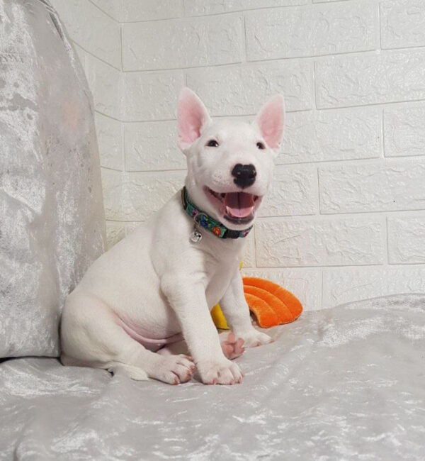 Aslan Miniature Bull Terrier