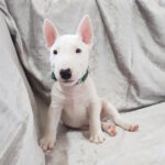 Aslan-male-Miniature-Bull-Terrier-puppy-for-sale-1 (2)