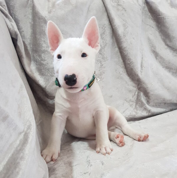 Aslan Miniature Bull Terrier