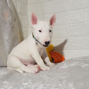 Aslan Miniature Bull Terrier