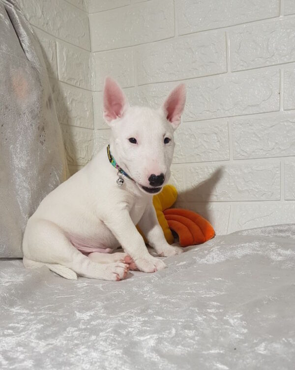 Aslan Miniature Bull Terrier