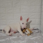 Aslan-male-Miniature-Bull-Terrier-puppy-for-sale-1 (4)