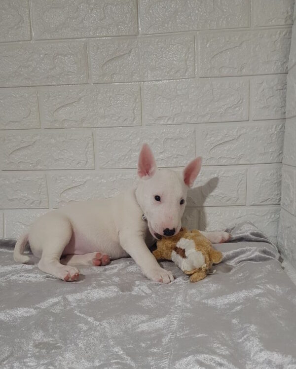 Aslan Miniature Bull Terrier
