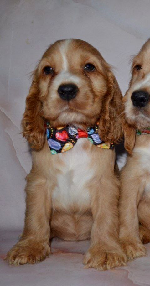 Astra English Cocker Spaniel