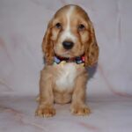 Arisha English Cocker Spaniel