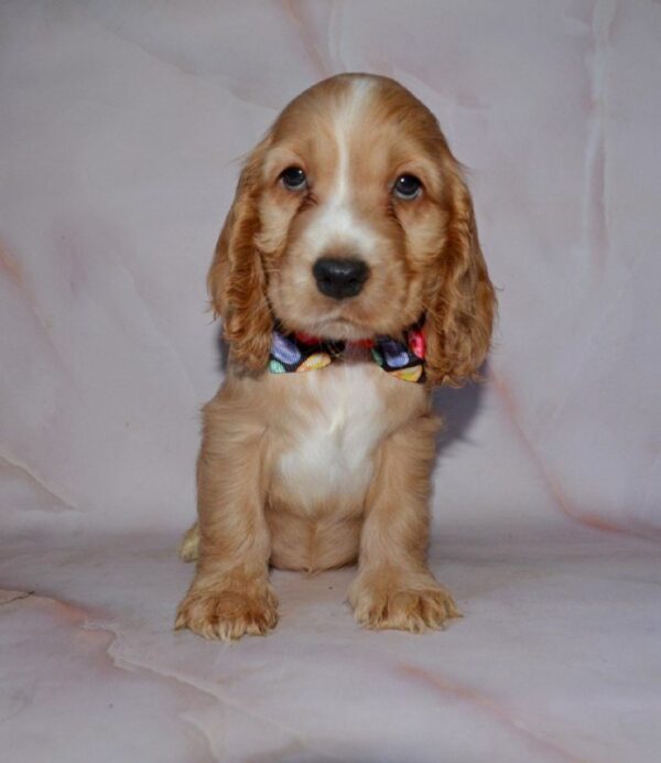Astra English Cocker Spaniel