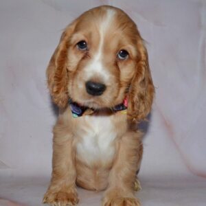 Astra English Cocker Spaniel