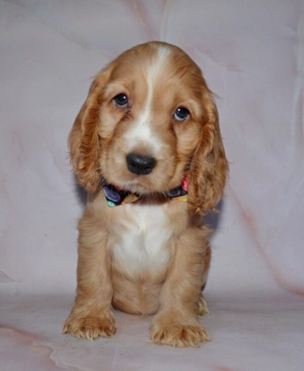 Astra English Cocker Spaniel