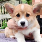 Alira Welsh Corgi