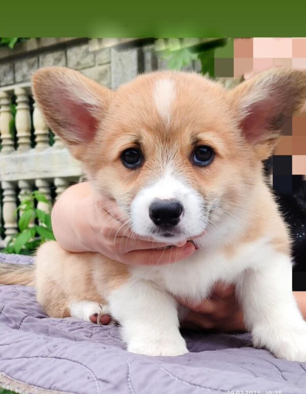 Aurell Welsh Corgi