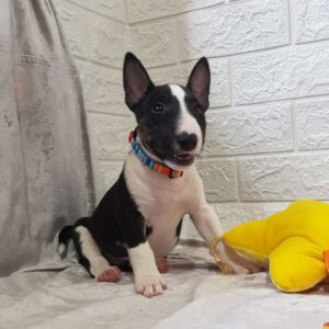 Aurora Miniature Bull Terrier