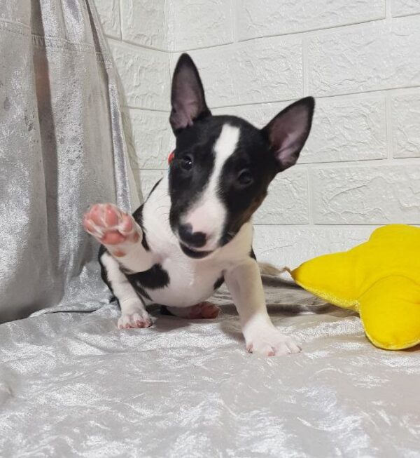 Aurora Miniature Bull Terrier