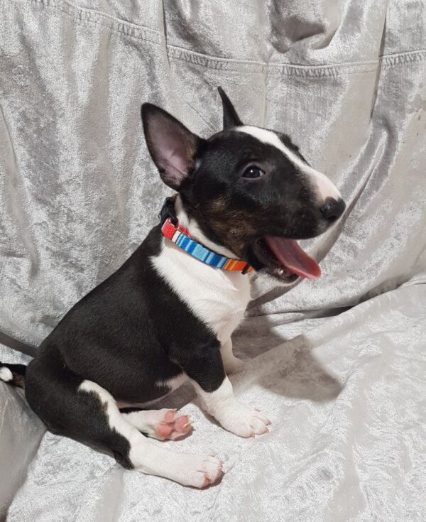 Aurora Miniature Bull Terrier