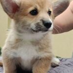 Arix Welsh Corgi