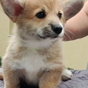 Azur Welsh Corgi