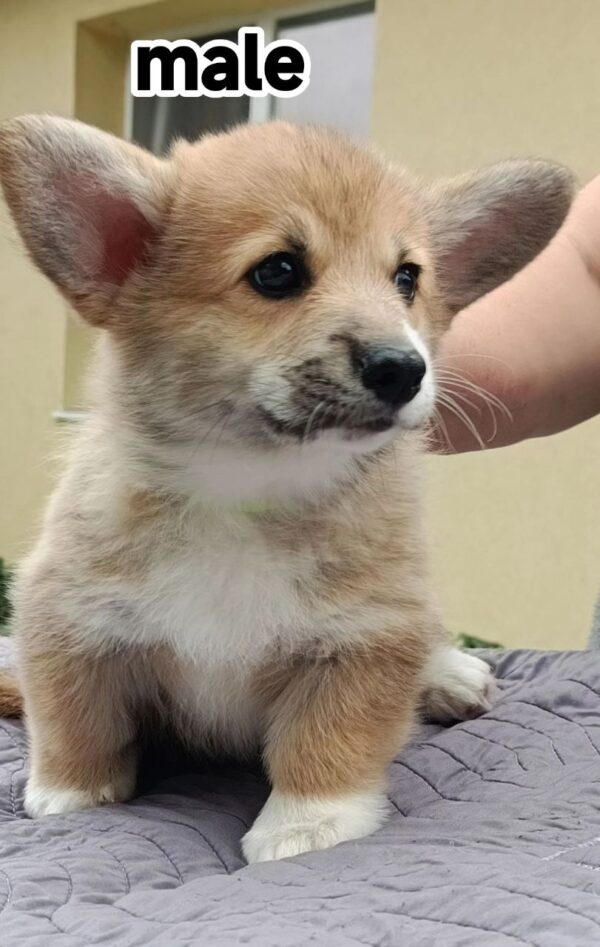 Azur Welsh Corgi
