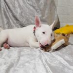 Azurite-male-Miniature-Bull-Terrier-puppy-for-sale-1 (1)