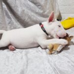 Azurite-male-Miniature-Bull-Terrier-puppy-for-sale-1 (2)