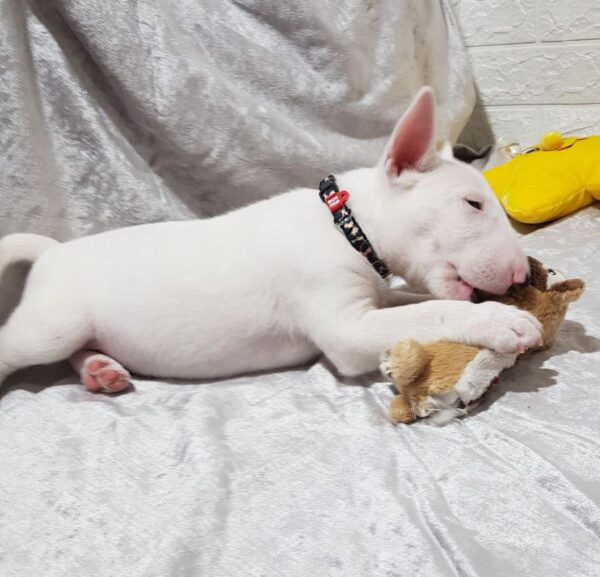Azurite Miniature Bull Terrier