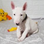 Aslan Miniature Bull Terrier