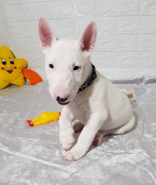 Azurite Miniature Bull Terrier