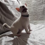 Azurite-male-Miniature-Bull-Terrier-puppy-for-sale-1 (4)