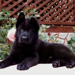Bagheera German Shepherd