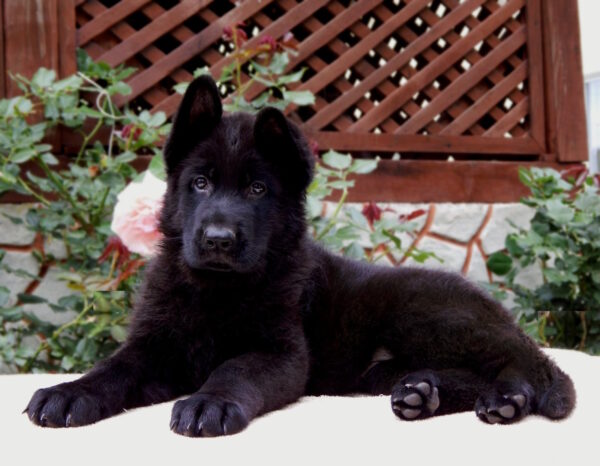 Bagheera German Shepherd