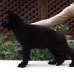 Bagheera-female-German-shepherd-puppy-for-sale-1 (2)