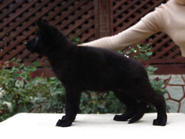 Bagheera German Shepherd