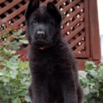 Bagheera-female-German-shepherd-puppy-for-sale-1 (3)