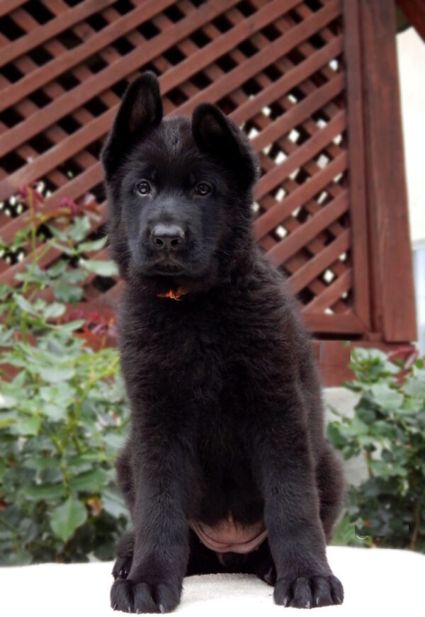 Bagheera German Shepherd