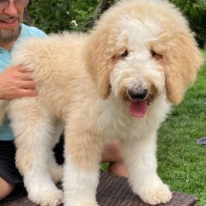 Bax Giant Poodle