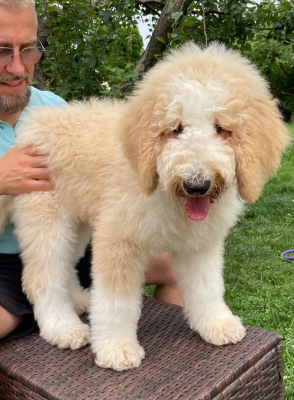 Bax Giant Poodle
