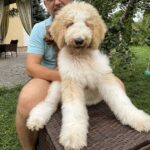 Bax-male-Poodle-puppy-for-sale-2
