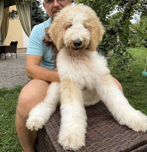 Bax Giant Poodle