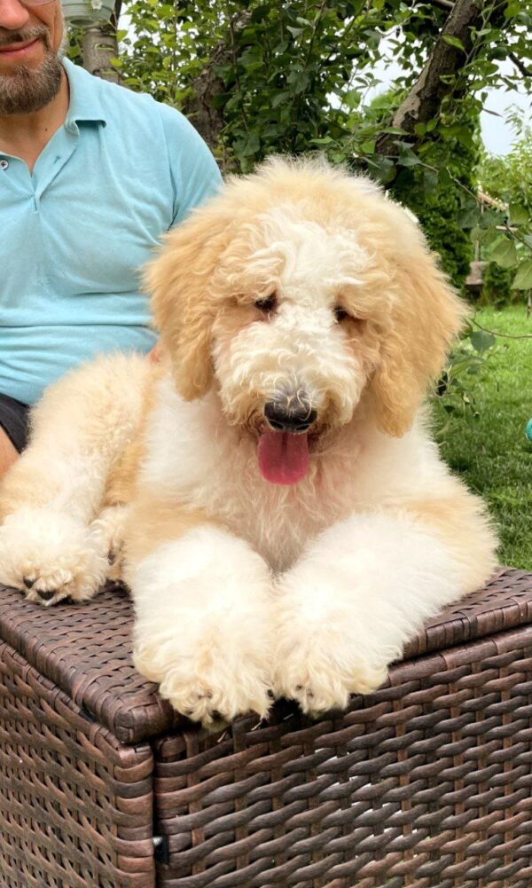 Bax Giant Poodle