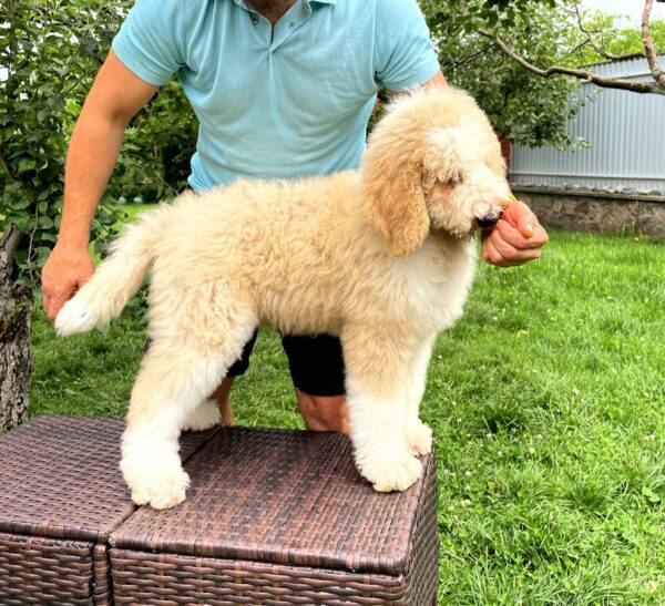 Bax Giant Poodle