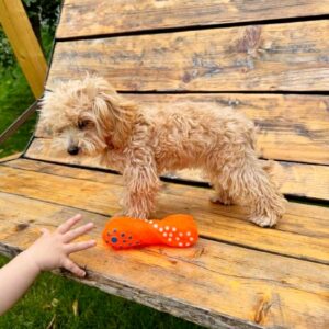 Bea Maltipoo
