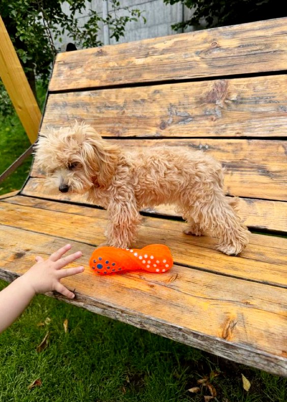 Bea Maltipoo