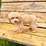 Bea-female-Maltipoo-puppy-for-sale-2