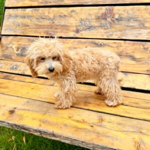Bea Maltipoo