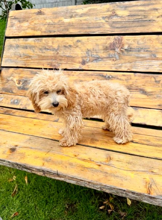 Bea Maltipoo