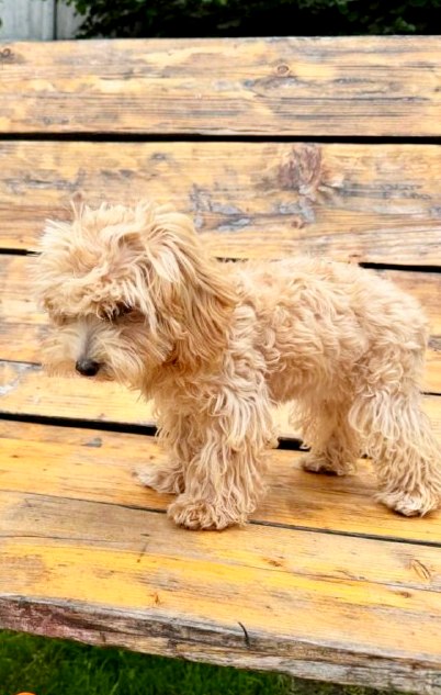 Bea Maltipoo