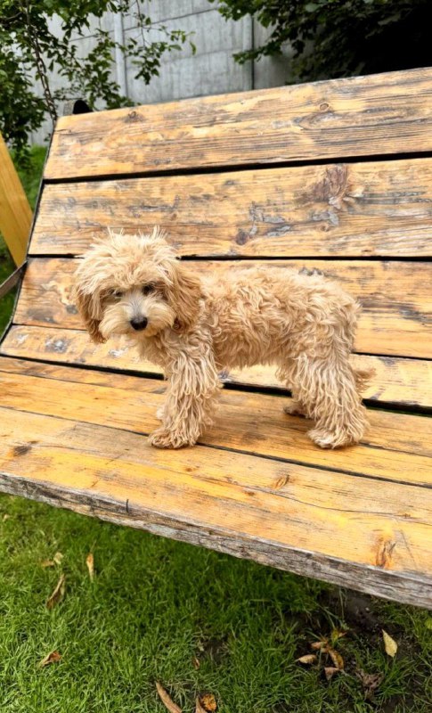 Bea Maltipoo