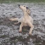 Bella-female-saluki-persian-hound-puppy-for-sale- (1)