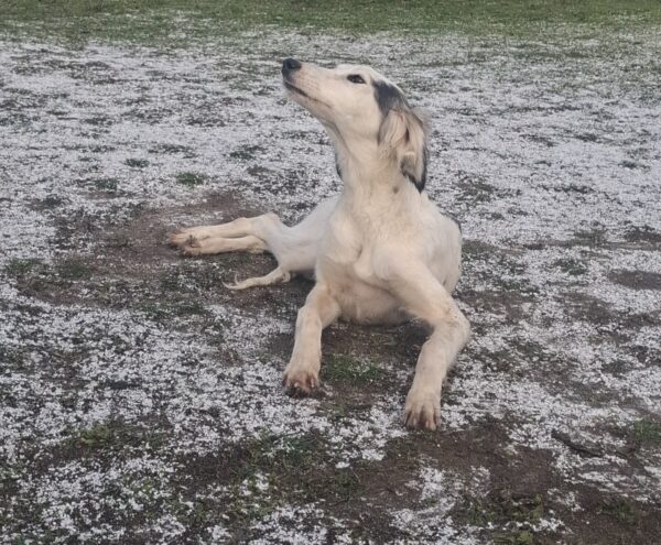 Bella Saluki Persian Hound Bella Saluki Persian Hound